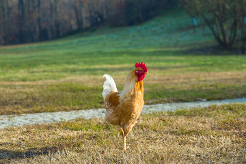 Brown and white rooster with a red crest standing in the nature. Big, colorful rooster. Year of the rooster, the symbol of 2017.