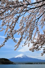 富士山と桜
