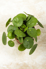 Pilea peperomioides, money plant in the pot.Dew on the leaves. Single plant, beige background. 
