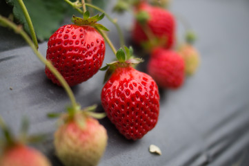 Orchard strawberries