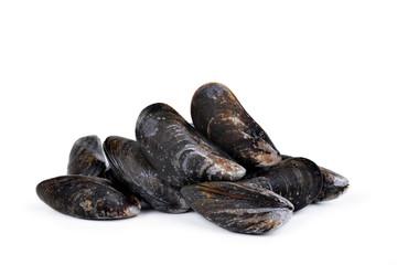 Fresh mussel isolated on a white background.