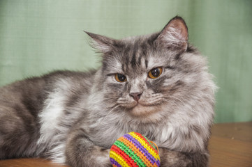 The cute gray cat