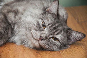 The cute gray cat