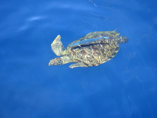 Obraz premium Large sea turtle in the sea.