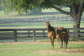 Beautiful horse mare and foal in green farm field pasture equine industry
 - obrazy, fototapety, plakaty