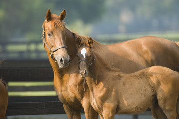 Naklejka premium Beautiful horse mare and foal in green farm field pasture equine industry 
