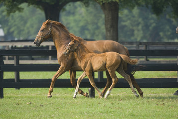 Naklejka premium Beautiful horse mare and foal in green farm field pasture equine industry 
