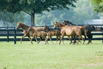 Fototapeta na wymiar Beautiful horse mare and foal in green farm field pasture equine industry 