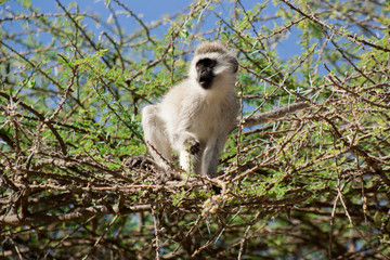 African Wildlife