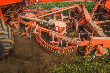 Arrachage de betteraves