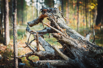 Obraz premium big cepe has hidden among vegetation in the wood