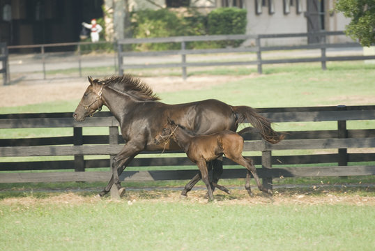 Beautiful horse mare and foal in green farm field pasture equine industry
