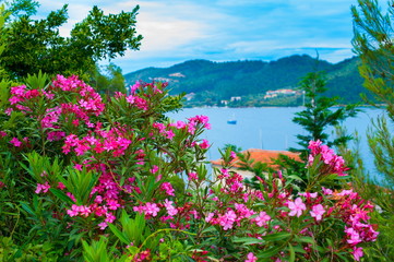 Magic pink rhododendron flowers on summer