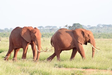 Fototapeta na wymiar Two elephants walking