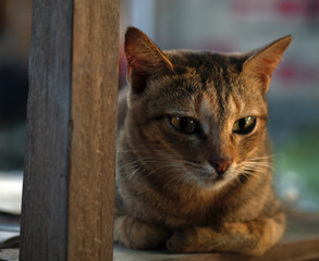 TABBY CAT ON WOODEN CHAIR