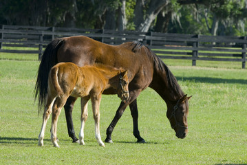 Obraz premium Beautiful horse mare and foal in green farm field pasture equine industry 