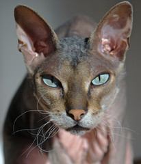 Cat sphinx