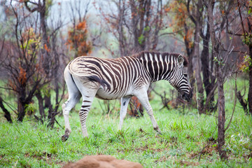 Fototapeta na wymiar zebra in the Veld in South Africa 