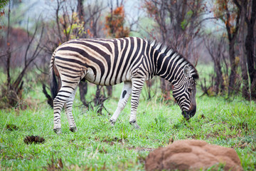 Zebra in the African Bush 