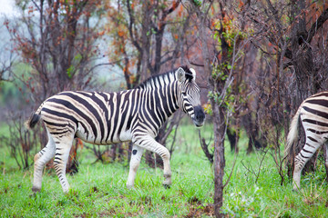 zebra in the Veld in South Africa 