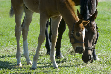 Naklejka na ściany i meble Beautiful horse mare and foal in green farm field pasture equine industry 