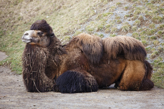 Portrait of a large red two-humped camel in natural conditions