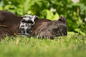 Portrait of a black greyhound 