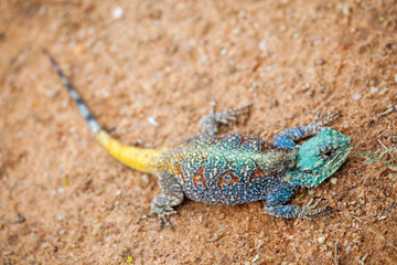 Blue-headed Tree Agama, Bloukop Koggel Mander
