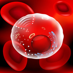 red blood cells and other human cell on red background