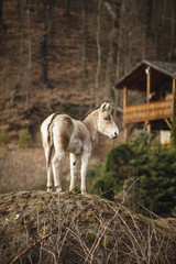 A donkey