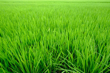 Close up of fresh rice field with sunlight in the early morning in Thailand, background texture.