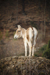 A donkey