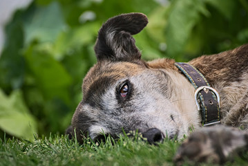 Greyhound dog relaxed in the grass