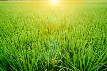 Close up of fresh rice field with sunlight in the early morning in Thailand, background texture.