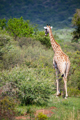 Giraffe Grazing in South African Bush