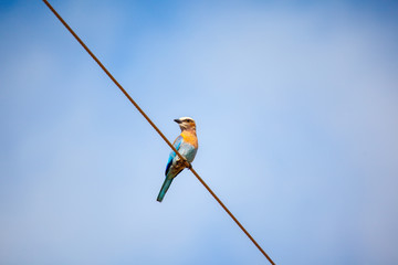 Colourful African Bird Sitting on Telephone Line