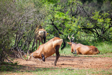 Obraz na płótnie Canvas Red Hartebeest In The Bush In South Africa