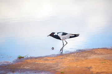 African Bird Tiptoeing Into Water Reservoir 