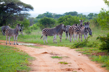 Zebras In A South African Game Reserve