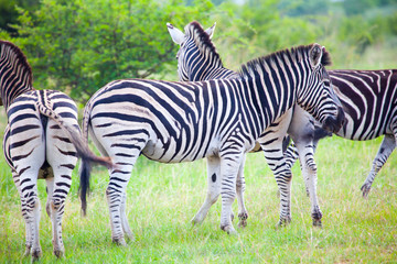 Zebras in the bush in South Africa