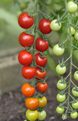Tomato