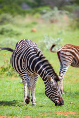 Fototapeta na wymiar South African Zebra In The Bush