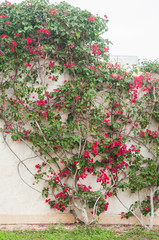 Pink flowers. Landscaping. Flowers photo concept