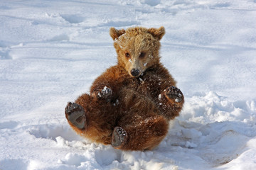 braunbär schnee spielen nachwuchs  jungbär
