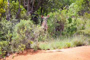 Kudu Hiding In The Bush In South Africa 