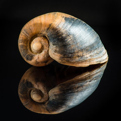 Gehäuse Meeresschnecke auf schwarz