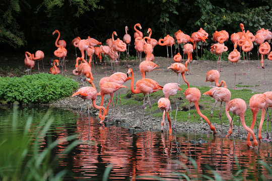 Rosa Flamingos im See