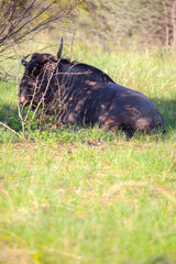 African Wildebeest Escaping the Scorching Heat  by Resting in Some Shade