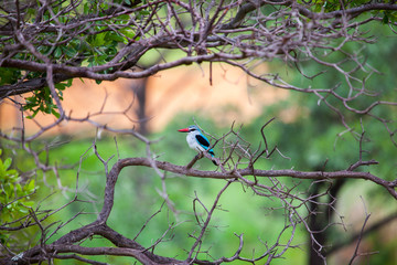 African Kingfisher Perched On A Tree Branch