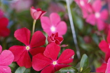 vinca flower